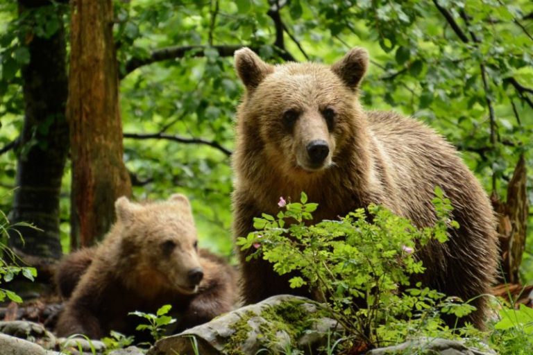 orso bruno con il proprio cucciolo