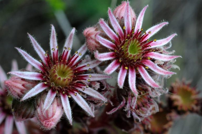 Corone di stami del Sempervivum Tectorum