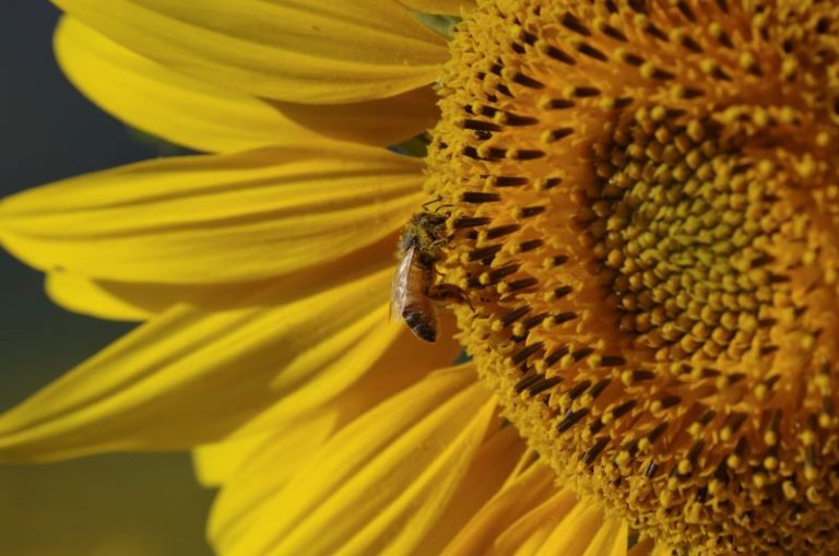 Un tuffo nel girasole