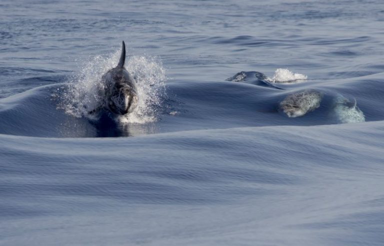 Grampi al Santuario dei cetacei di Genova