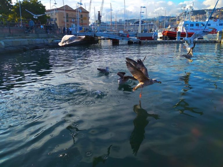 Giochi d'acqua nel porto di Genova