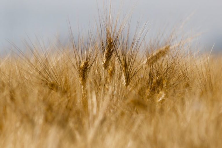 Spighe di grano protagoniste