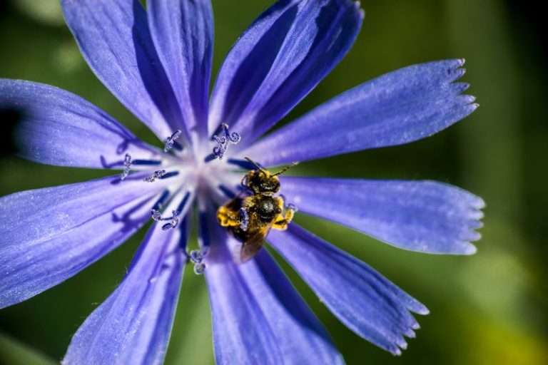 fiore di Indivia o endivia