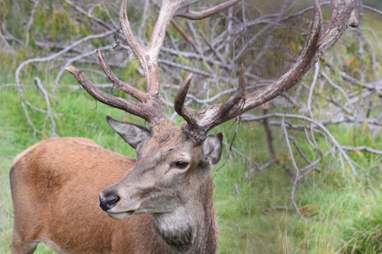 esemplare di cervo maschio del Parco naturale di Paneveggio