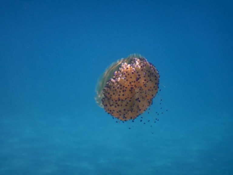 meraviglie del mare