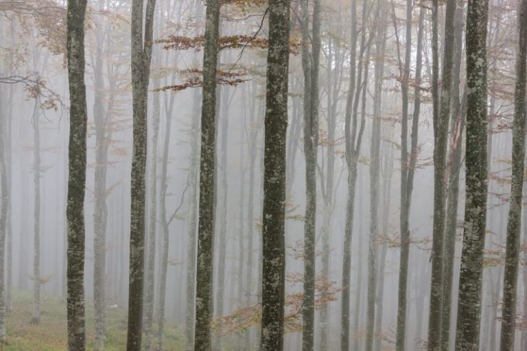 Autunno nel bosco del Cansiglio