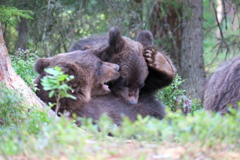 Cuccioli di orso che giocano