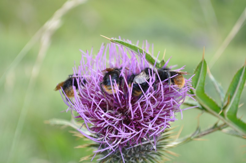 il nettare della vita